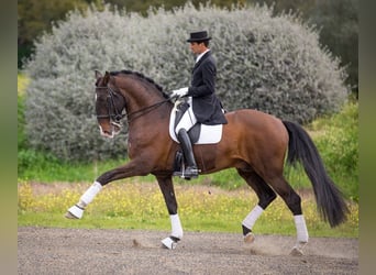 Azteca, Caballo castrado, 2 años, 163 cm, Perlino
