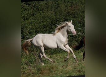 Azteca, Caballo castrado, 2 años, 163 cm, Perlino
