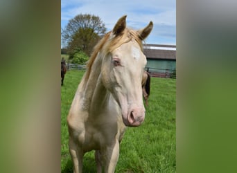 Azteca, Caballo castrado, 2 años, 163 cm, Perlino