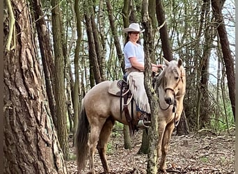 Azteca, Caballo castrado, 4 años, 160 cm, Palomino