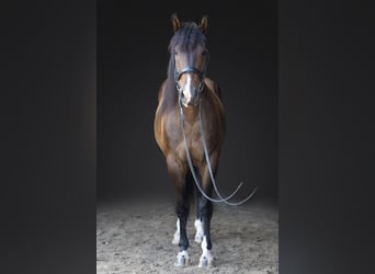 Azteca, Caballo castrado, 4 años, Castaño rojizo