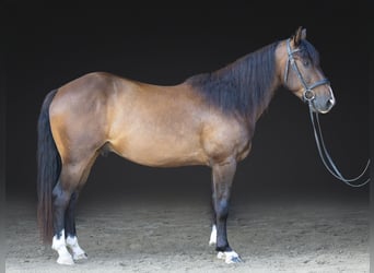 Azteca, Caballo castrado, 4 años, Castaño rojizo
