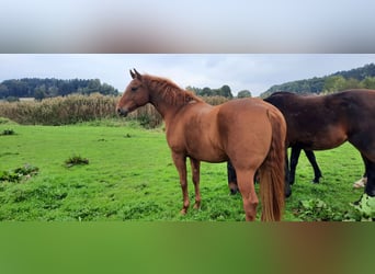 Azteca, Caballo castrado, 7 años, 156 cm, Alazán