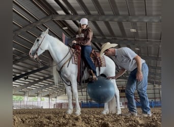 Azteca, Caballo castrado, 7 años, Tordo