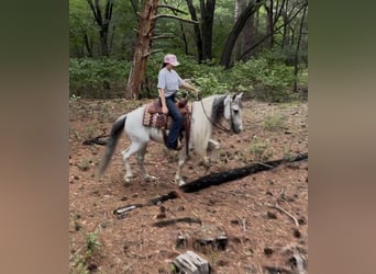 Azteca, Caballo castrado, 7 años, Tordo