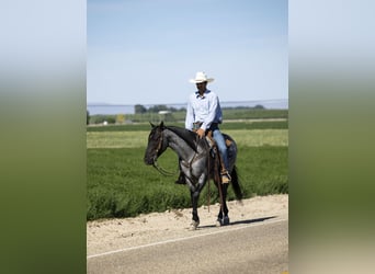 Azteca, Caballo castrado, 9 años, 150 cm, Ruano azulado