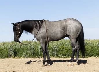 Azteca, Caballo castrado, 9 años, 150 cm, Ruano azulado