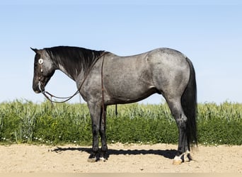 Azteca, Caballo castrado, 9 años, 150 cm, Ruano azulado