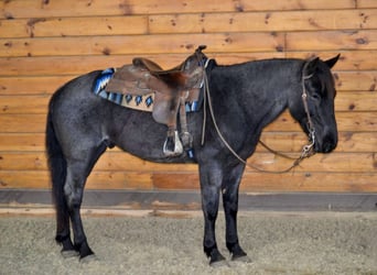 Azteca, Caballo castrado, 9 años, 152 cm, Ruano azulado