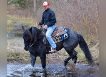 Azteca, Caballo castrado, 9 años, 152 cm, Ruano azulado