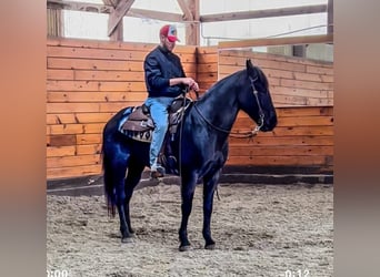 Azteca, Caballo castrado, 9 años, 152 cm, Ruano azulado