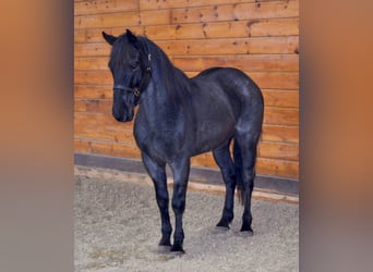 Azteca, Caballo castrado, 9 años, 152 cm, Ruano azulado