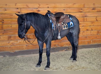 Azteca, Caballo castrado, 9 años, 152 cm, Ruano azulado