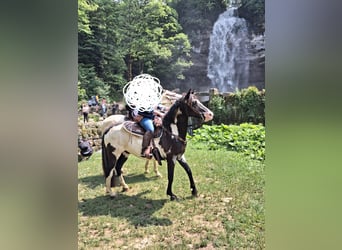 Azteca, Caballo castrado, 9 años, 155 cm, Overo-todas las-capas