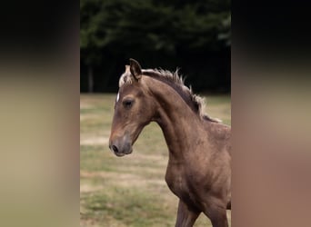 Azteca, Caballo castrado, Potro (01/2025)
