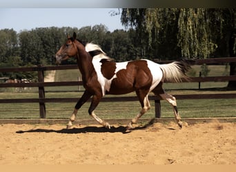 Azteca, Caballo castrado, Potro (01/2025)