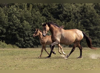 Azteca, Caballo castrado, Potro (01/2025)