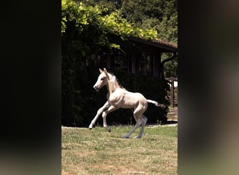 Azteca, Caballo castrado, Potro (01/2025)