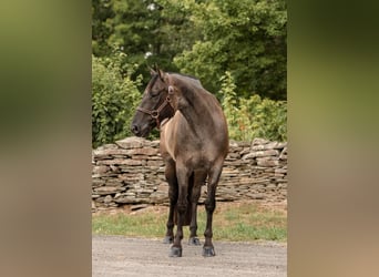 Azteca, Castrone, 16 Anni, 157 cm, Grullo