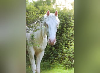 Azteca, Castrone, 3 Anni, 155 cm, Cremello