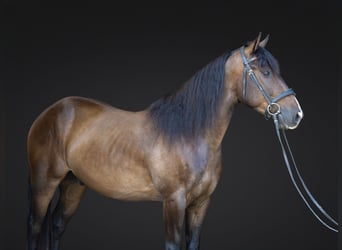 Azteca, Castrone, 4 Anni, Baio ciliegia