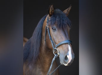 Azteca, Castrone, 4 Anni, Baio ciliegia