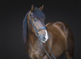 Azteca, Castrone, 4 Anni, Baio ciliegia