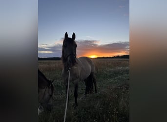 Azteca, Castrone, 5 Anni, 155 cm, Grullo