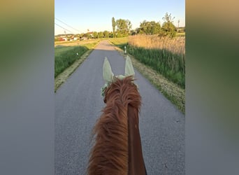 Azteca, Castrone, 7 Anni, 156 cm, Sauro