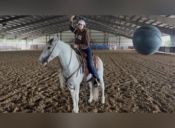 Azteca, Castrone, 7 Anni, Grigio