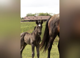Azteca, Gelding, 1 year