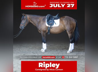 Azteca, Gelding, 4 years, Bay