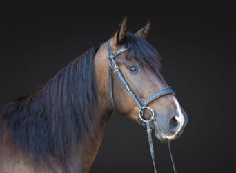 Azteca, Gelding, 4 years, Bay