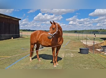 Azteca, Gelding, 7 years, 15.1 hh, Chestnut-Red