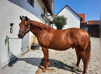 Azteca, Gelding, 7 years, 15.1 hh, Chestnut-Red