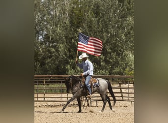 Azteca, Wallach, 9 Jahre, 14,3 hh, Roan-Blue