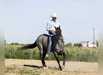 Azteca, Wallach, 9 Jahre, 14,3 hh, Roan-Blue