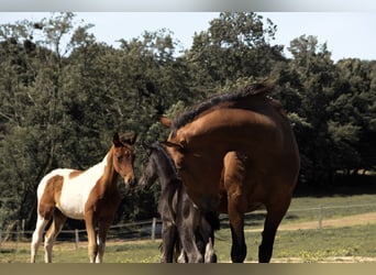 Azteca, Gelding, Foal (01/2025)