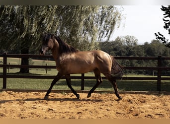 Azteca, Gelding, Foal (01/2025)