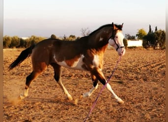 Azteca, Giumenta, 1 Anno, 156 cm, Baio