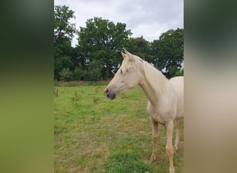 Azteca, Giumenta, 1 Anno, 158 cm, Palomino