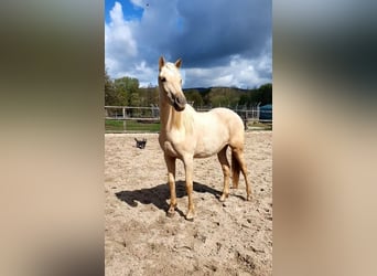 Azteca, Giumenta, 2 Anni, 158 cm, Palomino