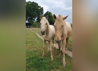Azteca, Giumenta, 2 Anni, 158 cm, Palomino