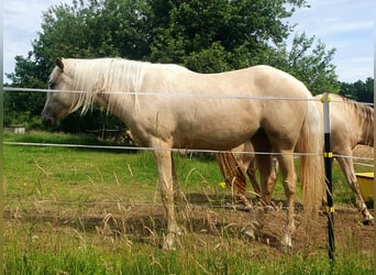 Azteca, Giumenta, 2 Anni, 158 cm, Palomino