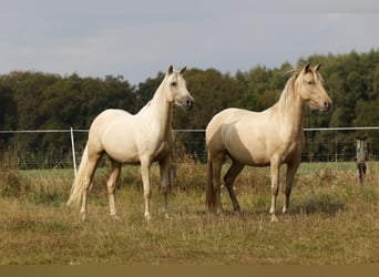 Azteca, Giumenta, 2 Anni, 158 cm, Palomino