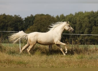 Azteca, Giumenta, 2 Anni, 158 cm, Palomino