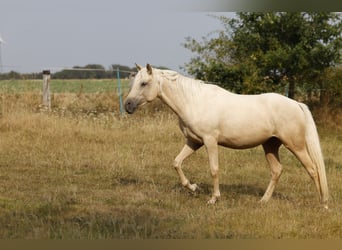 Azteca, Giumenta, 2 Anni, 158 cm, Palomino