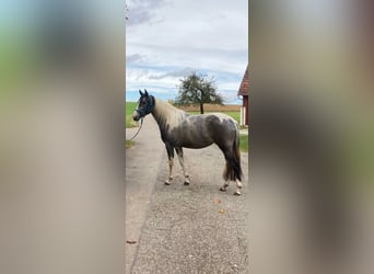 Azteca, Giumenta, 2 Anni, 161 cm, Pezzato