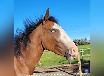 Azteca, Giumenta, 2 Anni, 164 cm, Baio