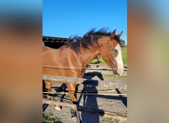 Azteca, Giumenta, 2 Anni, 164 cm, Baio